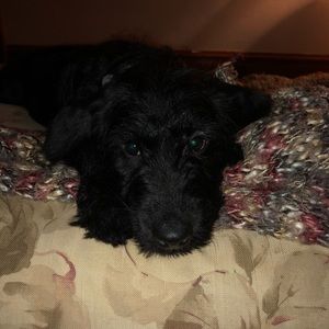 Meet your Posher, Olivia